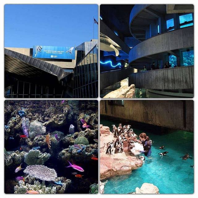 5. New England Aquarium