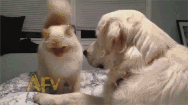 5. Hayvansız ailelerde kalabilirsiniz.