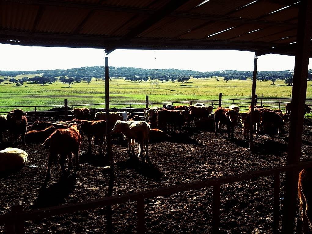 5. Mangal yaparız umuduyla gittiğim çiftlik gezim...