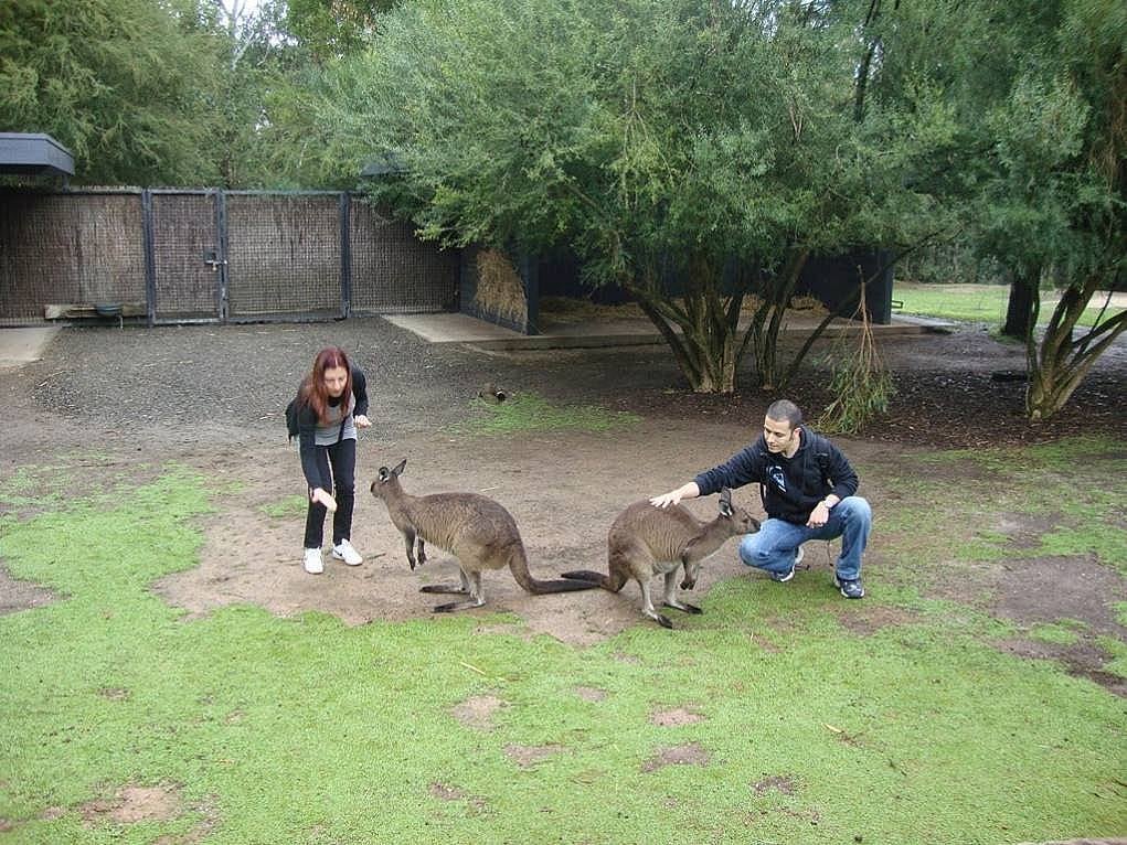 4. Tazmanya Canavarı, koala ve kangurular ülkesi