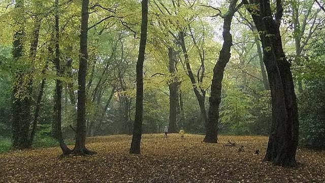 Yürüyüş alanları