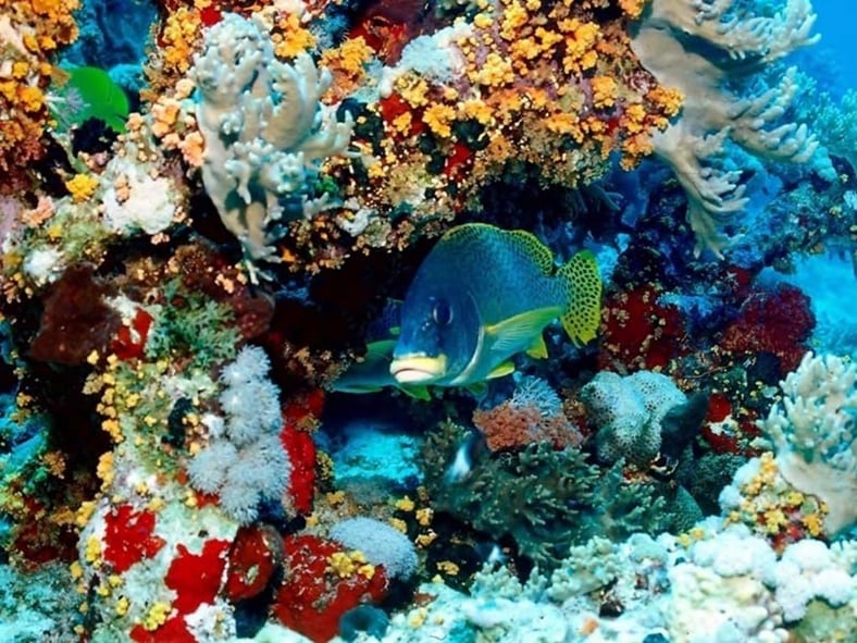 4. Dünyanın en büyük mercan kayalığı olan Büyük Set Kayalıkları bu coğrafyada yer almaktadır.