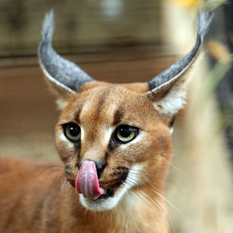 9. Caracal - Karakulak