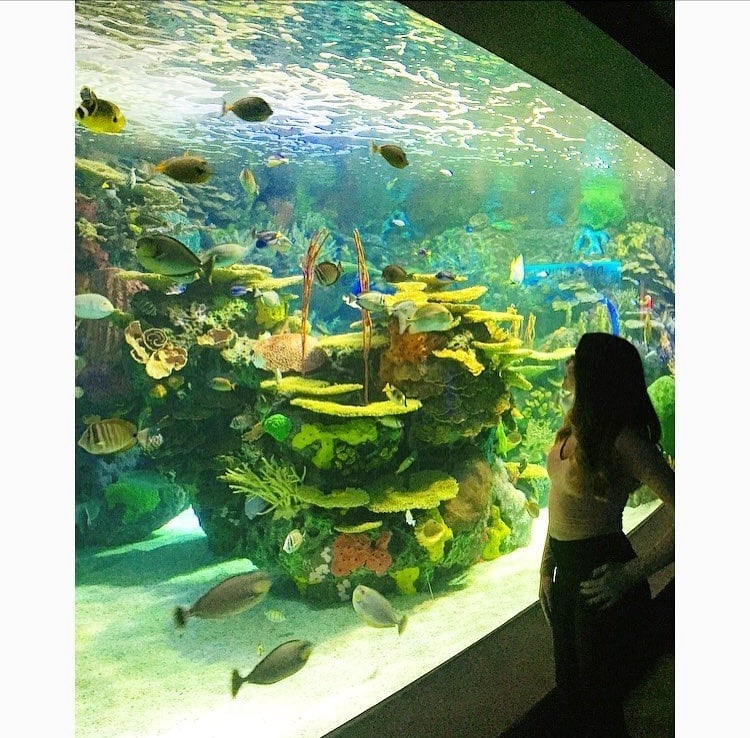 24. Yaşasın! Gitmek istediğim kolej ve bölüme sonunda karar verdim.