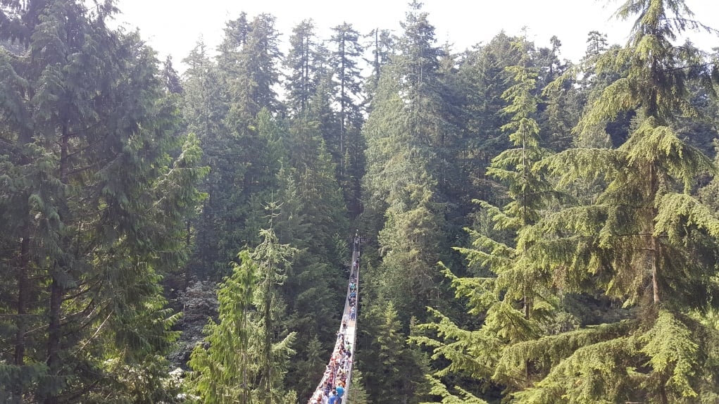 14. ILSC’deki öğrenciler büyük çoğunlukla Güney Amerika ve Asya’dan.