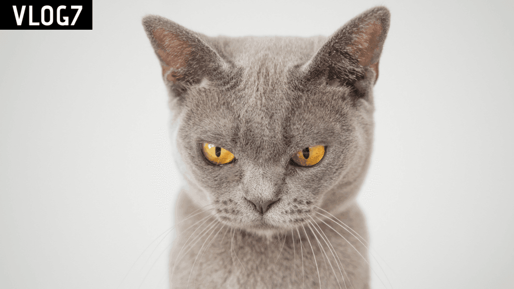 Kedilerle İlgili Bilmeniz Gereken 10 İngilizce Deyim