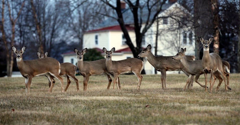3. Her yerde karşılaşabileceğiniz geyik veya ceylan sürüsü görebilirsiniz.