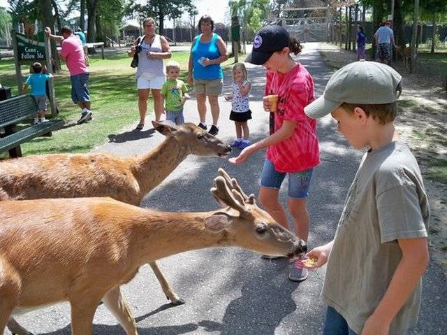2. Wisconsin geyik parkı